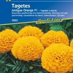 Tagetes Antigua Orange F1 | Studentenblumensamen Von Kiepenkerl