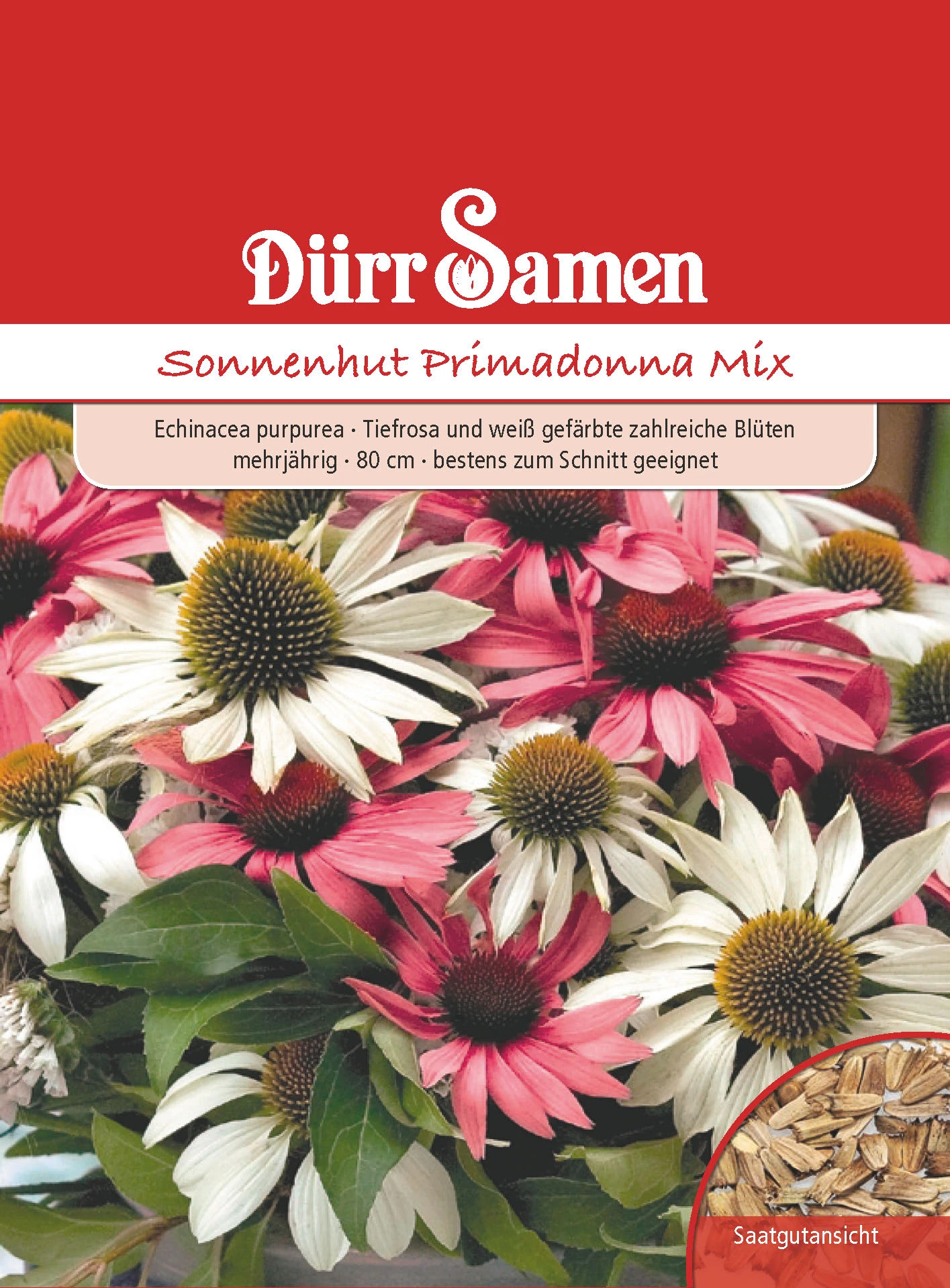 Sonnenhut Primadonna Mix | Sonnenhutsamen Von Dürr Samen 4 Sonnenhut Primadonna Mix | Sonnenhutsamen Von Dürr Samen - Image 2