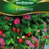 Erdbeere Toscana | Erdbeersamen Von Quedlinburger 2 Erdbeere Toscana | Erdbeersamen Von Quedlinburger -Günstiges Blattiva Geschäft 531937 Erdbeere Toscana von Quedlinburger Saatgut