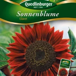 Sonnenblumen Claret | Sonnenblumensamen Von Quedlinburger