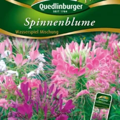 Spinnenblume Wasserspiel Mischung | Spinnenblumensamen Von Quedlinburger