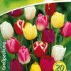 Triumph Tulpe Prachtmischung (18 Stück) | Triumph-Tulpen Von Quedlinburger -Günstiges Blattiva Geschäft 533094 Triumph Tulpe Prachtmischung 20 Stueck 308372 qb 0