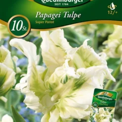 Papagei Tulpe Super Parrot (10 Stück) | Papagei-Tulpen Von Quedlinburger