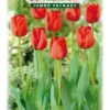 Tulpe Rot (50 Stück) | Tulpenzwiebeln Von Quedlinburger -Günstiges Blattiva Geschäft 533131 Tulpe rot 50 Stueck 308450 qb 0