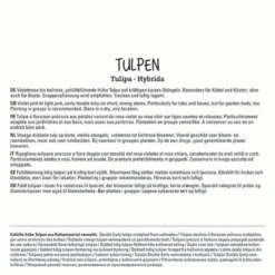 Tulpe Foxtrott (10 Stück) | Tulpenzwiebeln Von Sperli