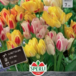 Tulpe Candy Club Mix (7 Stück) | Tulpenmischung Von Sperli