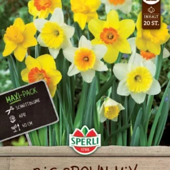 Großkronige Narzissen Mischung (20 Stück) | Narzissenzwiebeln Von Sperli