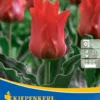 Greigii-Tulpe Rotkäppchen (10 Stück) | Tulpenzwiebeln Von Kiepenkerl -Günstiges Blattiva Geschäft 533489 Greigii Tulpe Rotkaeppchen 10 Stueck 503069 0