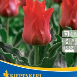 Greigii-Tulpe Rotkäppchen (10 Stück) | Tulpenzwiebeln Von Kiepenkerl