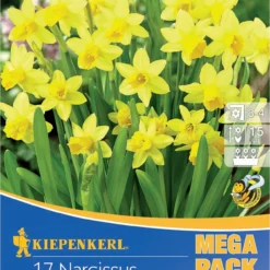 Mega-Pack Steingarten Narzisse Tête à Tête (17 Stück) | Narzissenzwiebeln Von Kiepenkerl