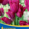 Mehrblütige Tulpe Night Club (7 Stück) | Tulpenzwiebeln Von Kiepenkerl -Günstiges Blattiva Geschäft 533519 Mehrbluetige Tulpe Night Club 7 Stueck 501270 0