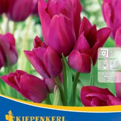 Mehrblütige Tulpe Night Club (7 Stück) | Tulpenzwiebeln Von Kiepenkerl