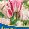Mehrblütige Tulpe Candy Club (7 Stück) | Tulpenzwiebeln Von Kiepenkerl 2 Mehrblütige Tulpe Candy Club (7 Stück) | Tulpenzwiebeln Von Kiepenkerl -Günstiges Blattiva Geschäft 533521 Mehrbluetige Tulpe Candy Club 7 Stueck 501362 0