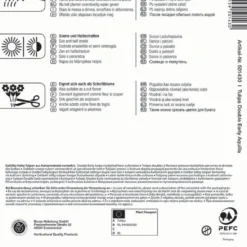 Mehrblütige Tulpen Aquilla (7 Stück) | Tulpenzwiebeln Von Kiepenkerl