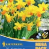 Mega-Pack Narzisse Jetfire (21 Stück) | Narzissenzwiebeln Von Kiepenkerl -Günstiges Blattiva Geschäft 533576 Mega Pack Narzisse Jetfire 21 Stueck 505872 0