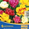 Mega-Pack Gefüllte Tulpen Mischung (15 Stück) | Tulpenzwiebeln Von Kiepenkerl -Günstiges Blattiva Geschäft 533586 Mega Pack Gefuellte Tulpen Mischung 15 Stueck 506930 0