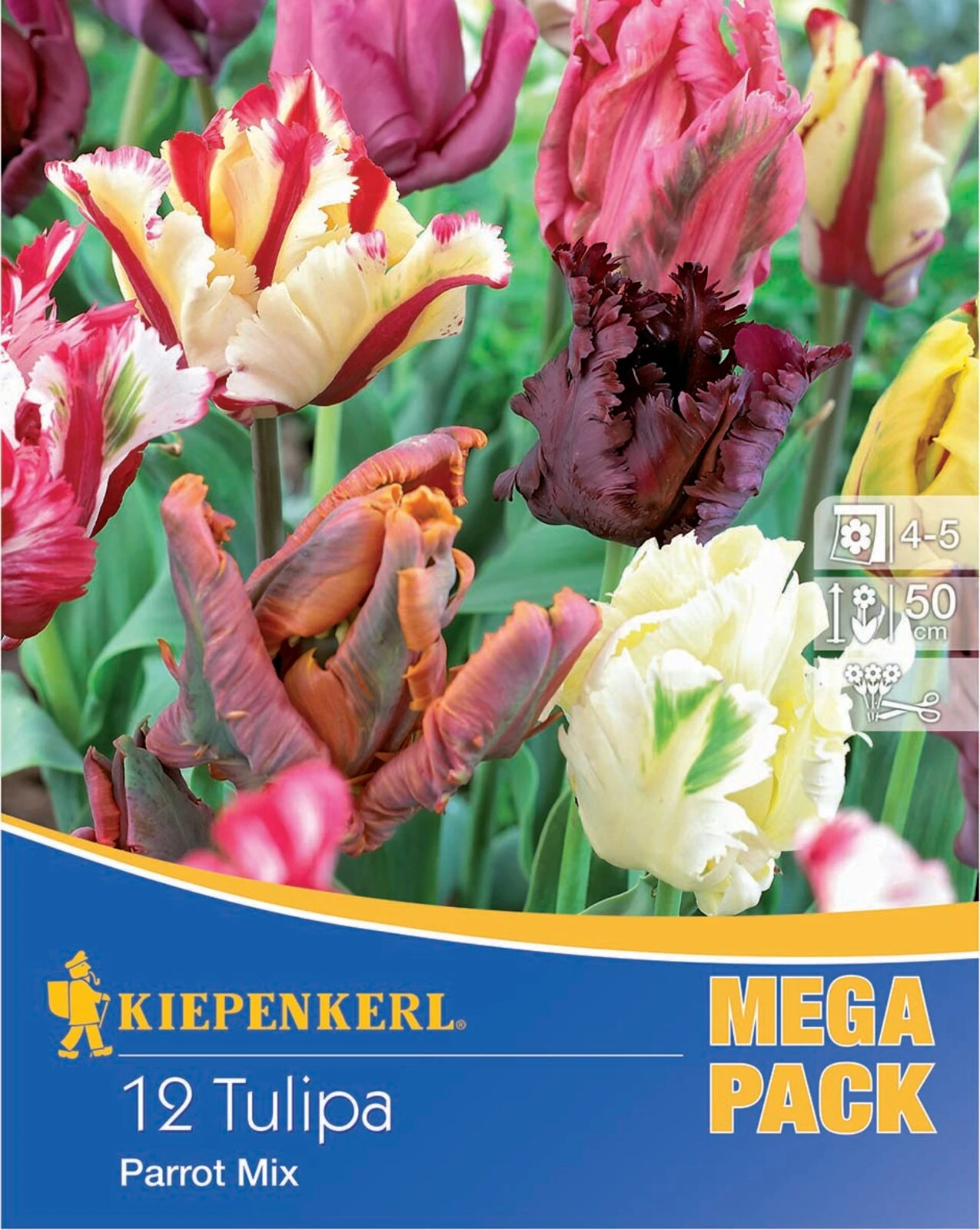 Mega-Pack Papagei Tulpe Papageien Mischung (12 Stück) | Tulpenzwiebeln Von Kiepenkerl 3 Mega-Pack Papagei Tulpe Papageien Mischung (12 Stück) | Tulpenzwiebeln Von Kiepenkerl