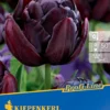 Gefüllte Späte Tulpe Black Hero (7 Stück) | Tulpenzwiebeln Von Kiepenkerl -Günstiges Blattiva Geschäft 533598 Gefuellte spaete Tulpe Black Hero 7 Stueck 500747 0