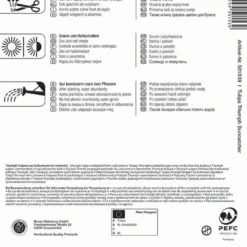 Triumph-Tulpe Suncatcher (8 Stück) | Tulpenzwiebeln Von Kiepenkerl