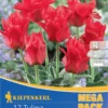 Mega-Pack Greigii-Tulpe Rotkäppchen (17 Stück) | Tulpenzwiebeln Von Kiepenkerl -Günstiges Blattiva Geschäft 533619 Mega Pack Greigii Tulpe Rotkaeppchen 17 Stueck 508699 0
