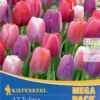 Mega-Pack Darwin-Hybrid-Tulpe Big Pride Mischung (17 Stück) | Tulpenzwiebeln Von Kiepenkerl -Günstiges Blattiva Geschäft 533649 Mega Pack Darwin Hybrid Tulpe Big Pride Mischung 17 Stueck 508552 0