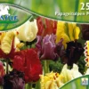 Papageien Tulpe Mischung (25 Stück) | Tulpenzwiebeln Von Pegasus -Günstiges Blattiva Geschäft 533652 Papageien Tulpe Mischung 25 Stueck 595323 0