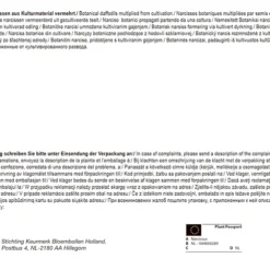 Narzisse Tete á Tete (30 Stück) | Narzissenzwiebeln Von Pegasus