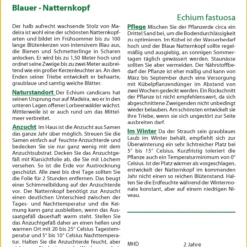 Blauer Natternkopf | Wildblumensamen Von Saflax