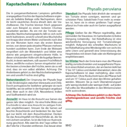 Kapstachelbeere / Andenbeere | Andenbeerensamen Von Saflax