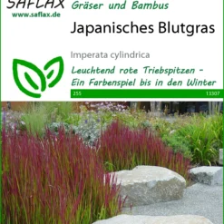 Japanisches Blutgras | Gräsersamen Von Saflax