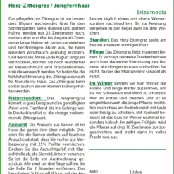 Herz-Zittergras / Jungfernhaar | Gräsersamen Von Saflax