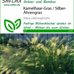 Kamelhaar-Gras / Silber-Ährengras | Gräsersamen Von Saflax