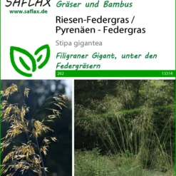Riesen-Federgras (Pyrenäen-Federgras) | Gräsersamen Von Saflax