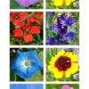 Rankende Blütenpracht | Blumenmischung Von Saflax 1 Rankende Blütenpracht | Blumenmischung Von Saflax -Günstiges Blattiva Geschäft 536680 Rankende Bluetenpracht