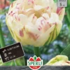 Tulpe Danceline (5 Stück) | Tulpenzwiebeln Von Sperli -Günstiges Blattiva Geschäft 537954 Tulpe Danceline 5 Stueck 453249 0