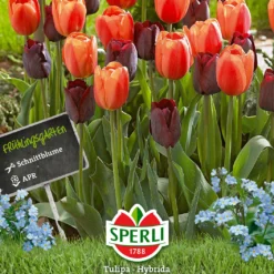 Tulpe Halloween (14 Stück) | Triumph-Tulpen Von Sperli