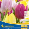 Mega-Pack Einfache Frühe Tulpe Princen Mischung (15 Stück) | Tulpenzwiebeln Von Kiepenkerl -Günstiges Blattiva Geschäft 538135 Mega Pack Einfache fruehe Tulpe Princen Mischung 15 Stueck 508101 0