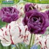 Tulpe Carnaval De Nice &amp; Blue Diamond (10 Stück) | Tulpenzwiebeln Von Pegasus -Günstiges Blattiva Geschäft 538226 Tulpe Carnaval de Nice und Blue Diamond 10 Stueck 599079 0