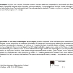 Bienentulpe Mix Mega-Pack (50 Stück) | Tulpenzwiebeln Von Pegasus