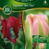 Combipack Tulpenmix &quot;Rote Töne&quot; Rococo &amp; Groenland (5 Stück) | Tulpenzwiebeln Von Quedlinburger -Günstiges Blattiva Geschäft 539685 Combipack Tulpenmix Rote Toene Rococo und Groenland 10 Stueck 309701 qb 0