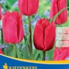 Gefranste Tulpe Makarska (7 Stück) | Tulpenzwiebeln Von Kiepenkerl -Günstiges Blattiva Geschäft 540694 Gefranste Tulpe Makarska 7 Stueck 501805 0