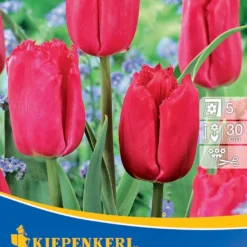 Gefranste Tulpe Makarska (7 Stück) | Tulpenzwiebeln Von Kiepenkerl