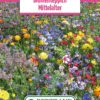 Blumenwiese Blumenteppich Mittelalter (100 G) | Blumensamen Von Bertrand -Günstiges Blattiva Geschäft 540965 Blumenwiese Blumenteppich Mittelalter 100 g