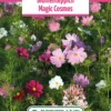 Blumenwiese Blumenteppich Magic Cosmos (100 G) | Blumensamen Von Bertrand -Günstiges Blattiva Geschäft 540978 Blumenwiese Blumenteppich Magic Cosmos 100 g