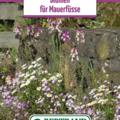 Blumenwiese Mauerfuß (100 G) | Blumensamen Von Bertrand