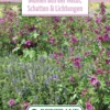 Blumenwiese Staudenmischung Für Schatten & Lichtungen (100 G) | Blumensamen Von Bertrand 1 Blumenwiese Staudenmischung Für Schatten & Lichtungen (100 G) | Blumensamen Von Bertrand -Günstiges Blattiva Geschäft 541025 Blumenwiese Blumen aus der Natur Schatten und Lichtungen 100 g