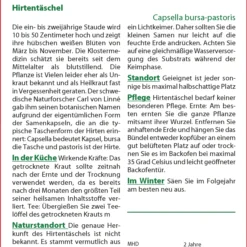 Hirtentäschel | Wildblumensamen Von Saflax