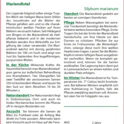 Mariendistel | Heilpflanzensamen Von Saflax