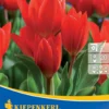 Wildtulpe Praestans Fusilier (10 Stück) | Tulpenzwiebeln Von Kiepenkerl -Günstiges Blattiva Geschäft 549365 Wildtulpe praestans Fusilier 10 Stueck 505247 0