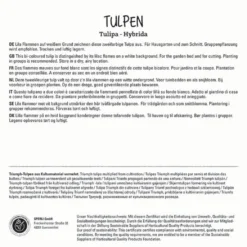 Tulpe Flaming Flag (7 Stück) | Triumph-Tulpen Von Sperli